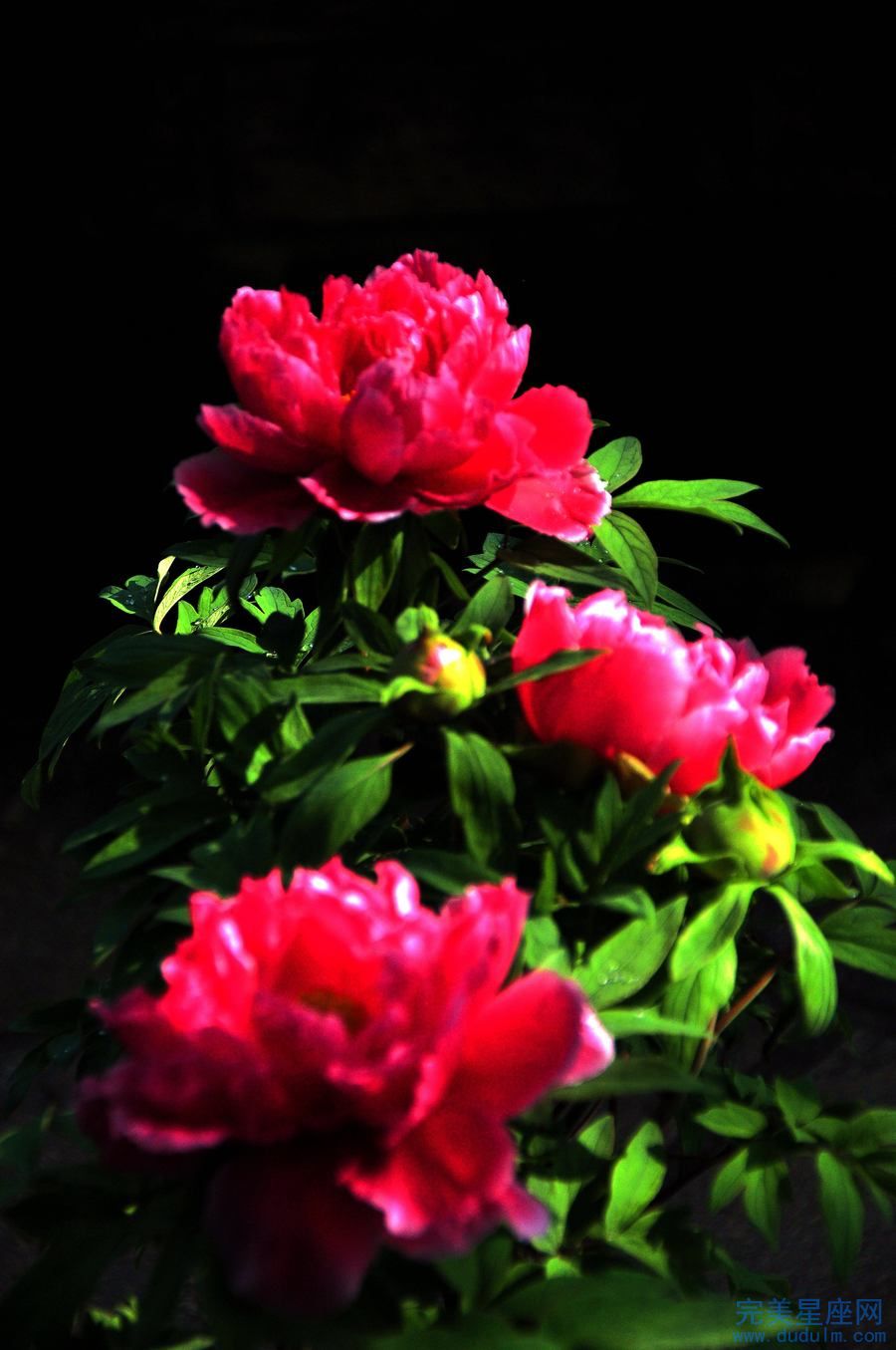 哪些在十二生肖中是厉害又优秀的生肖女性(图1)