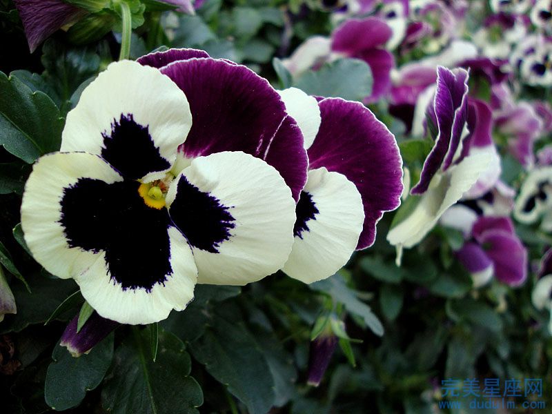 最适合蛇爸鼠妈生什么属相的宝宝(图1)