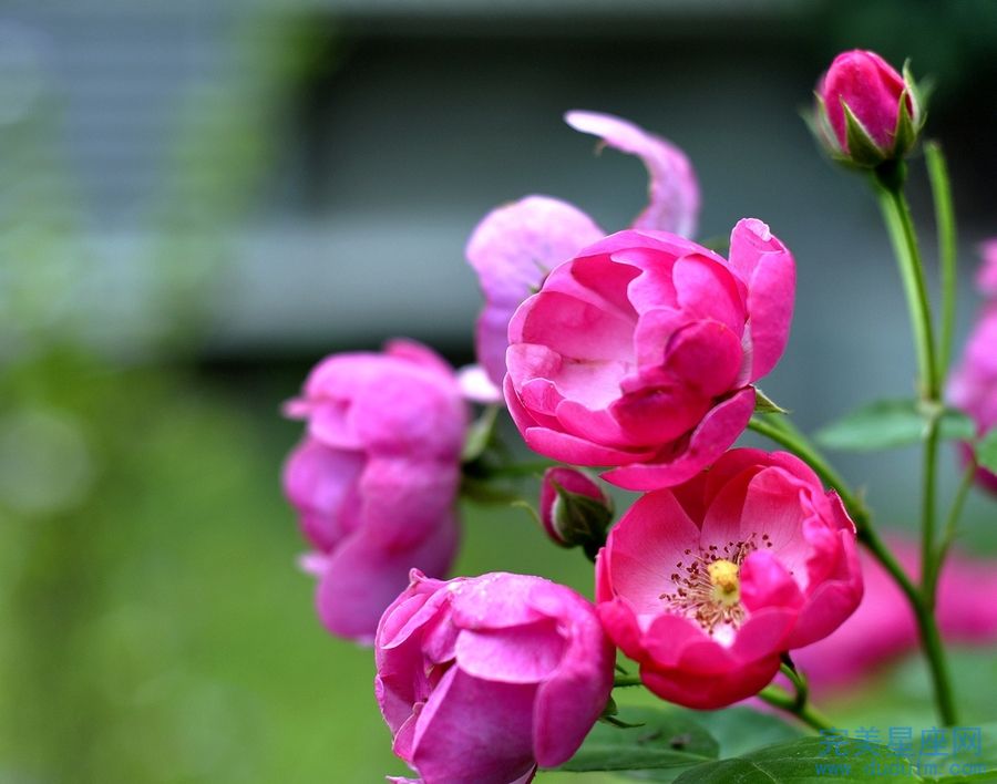 兔爸龙妈适不适合生个牛宝宝(图1)