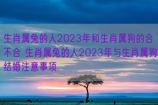 生肖属兔的人2023年和生肖属狗的合不合 生肖属兔的人2023年与生肖属狗结婚注意事项(图1)