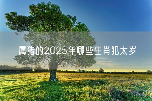 属猪的2025年哪些生肖犯太岁(图1)