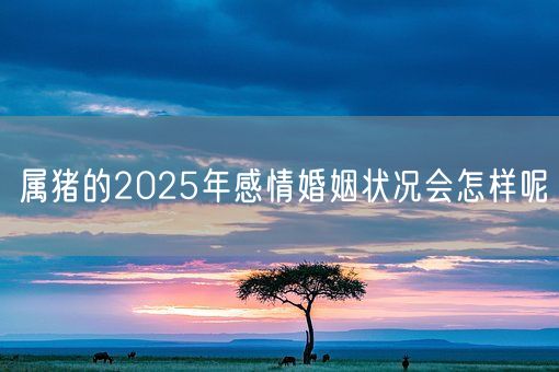 属猪的2025年感情婚姻状况会怎样呢(图1)