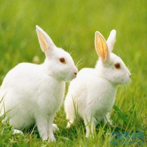 属兔白羊座和属猪射手座缘分深不深 配对指数高吗