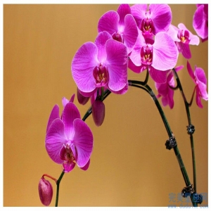 十二生肖中最会套路女孩的生肖男是谁