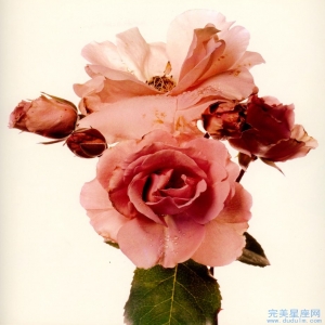 十二生肖中最喜欢背后害人的生肖是谁