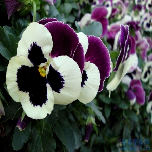 最适合蛇爸鼠妈生什么属相的宝宝