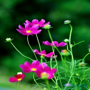 女人犯月时厄运会增加要注意那几个时辰