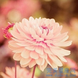 属龙与属狗事业能不能合作 合财吗