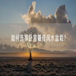 如何选择卧室最佳风水盆栽？