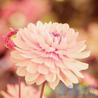 头脑聪明事业强的生肖女都有谁(图1)