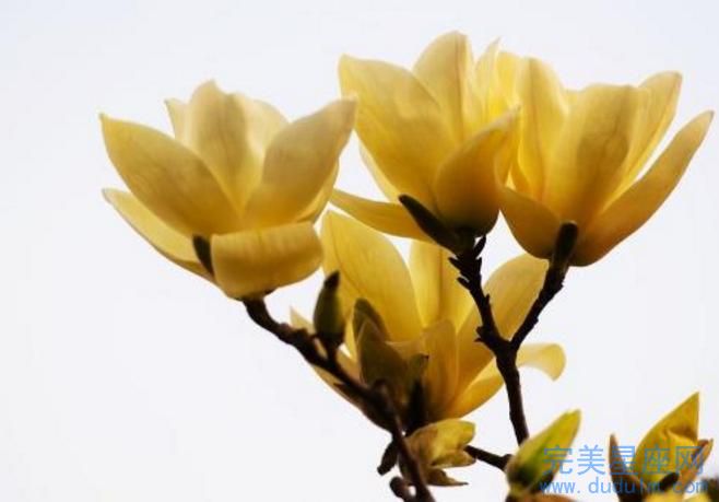 生肖属蛇和生肖鸡的父母适合生牛宝宝吗(图1)