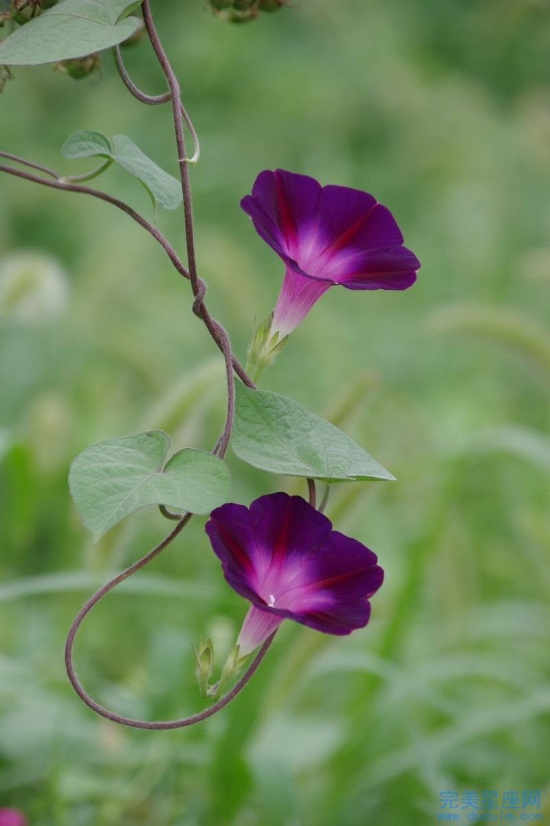 破月的流传对婚姻有一定的影响 如何破月(图1)