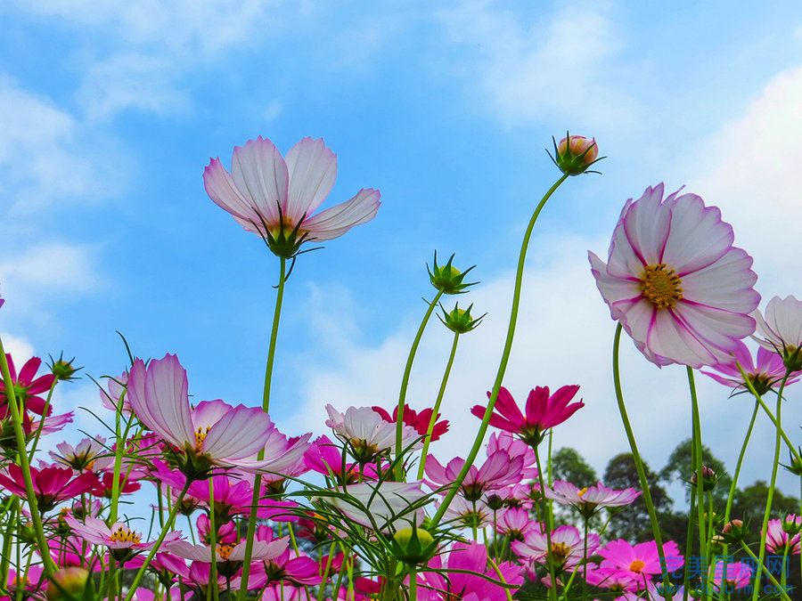 解析属相忌讳出生的月份和出生命苦的月份(图1)