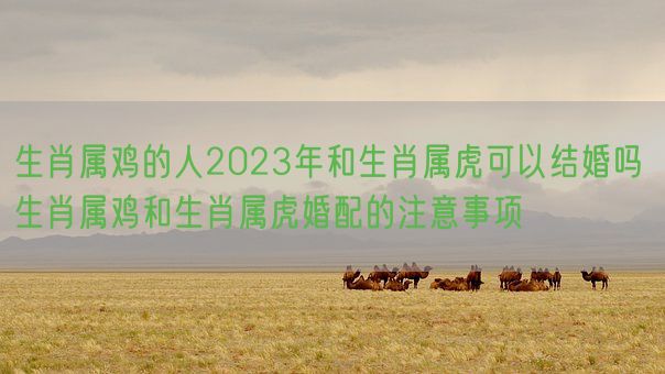 生肖属鸡的人2023年和生肖属虎可以结婚吗 生肖属鸡和生肖属虎婚配的注意事项(图1)