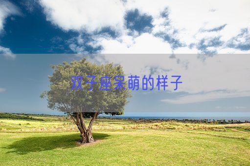 双子座呆萌的样子(图1)