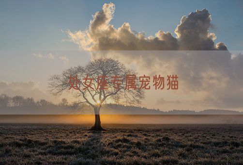 处女座专属宠物猫(图1) 处女座专属宠物猫(图1)