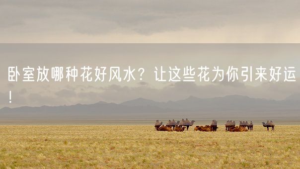 卧室放哪种花好风水?让这些花为你引来好运!(图1) 卧室放哪种花好风水?让这些花为你引来好运!(图1)