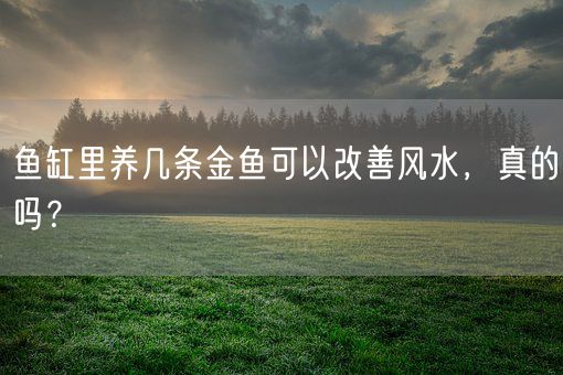 鱼缸里养几条金鱼可以改善风水，真的吗？(图1)