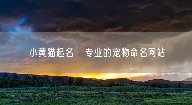 小黄猫起名   专业的宠物命名网站(图1)