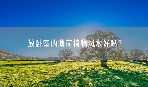 放卧室的薄荷植物风水好吗？(图1)