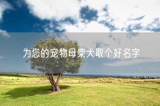 为您的宠物母柴犬取个好名字(图1)