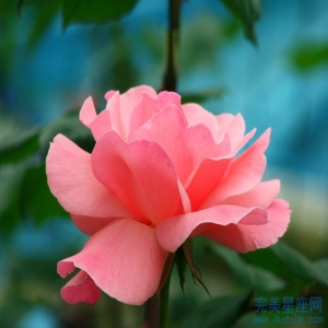 享受一生幸福的生肖女有谁