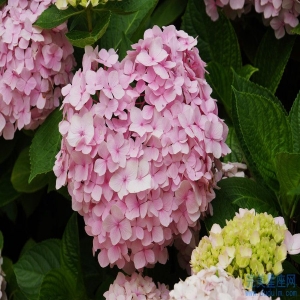 哪些生肖会得到异性的青睐有与众不同的女神气质