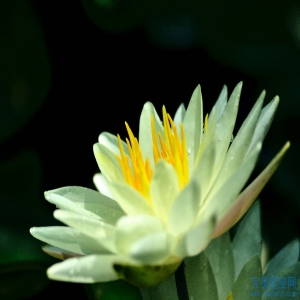 哪些生肖男会为小三舍弃妻儿