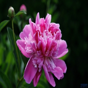 哪些生肖女最会打扮自己审美观强