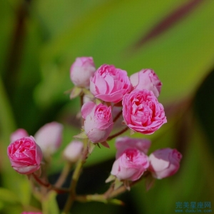 兔爸和鸡妈生牛宝宝生肖属相相合吗