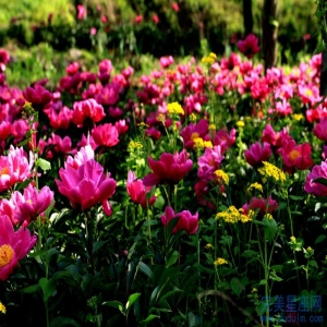 97属牛和98属虎结婚婚姻运势会如何发展