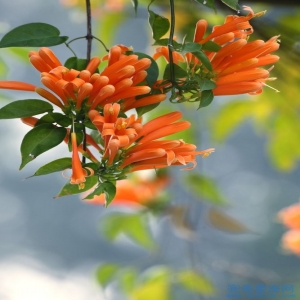 属猪人的婚配表 与哪个生肖最合适