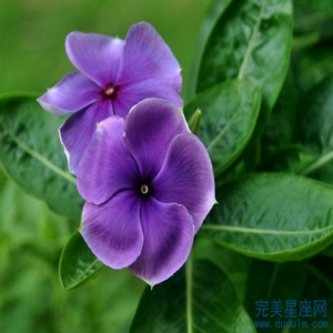 属鼠的孩子非常适合属蛇的父亲