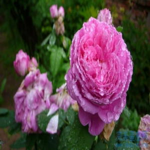 属蛇人和属羊人的八字合不合 能结婚吗