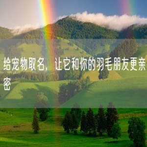 给宠物取名，让它和你的羽毛朋友更亲密