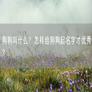 狗狗叫什么？怎样给狗狗起名字才优秀？